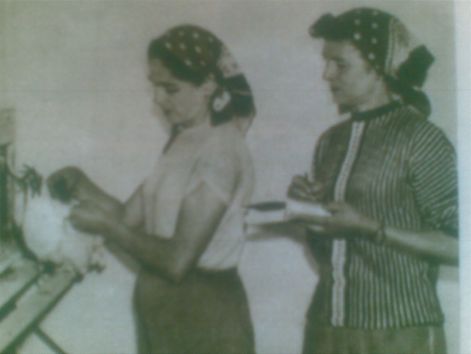 a_tyuk_farom_dolgozoi-1.jpg