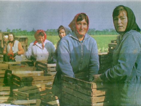 dolgozo_nok_a_paprika_foldeken.jpg
