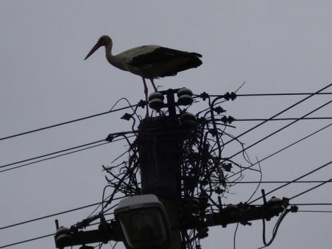 kezdodik_a_feszekepes_-_2010.4.8..jpg