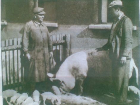 sertes_tenyesztes-1.jpg